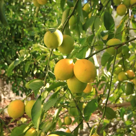 By The Sea Cove Stratincica, Korcula - 9264 شقة فيلا لوكا